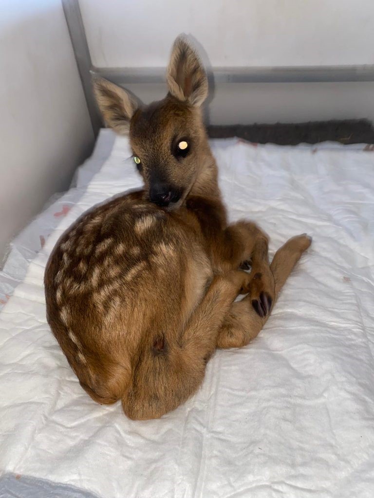 Wildtierhilfe- Westerwald verletztes Rehkitz